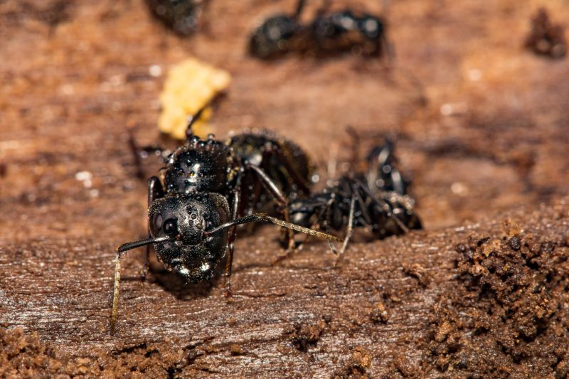 Carpenter Ant Extermination in Arlington, TX