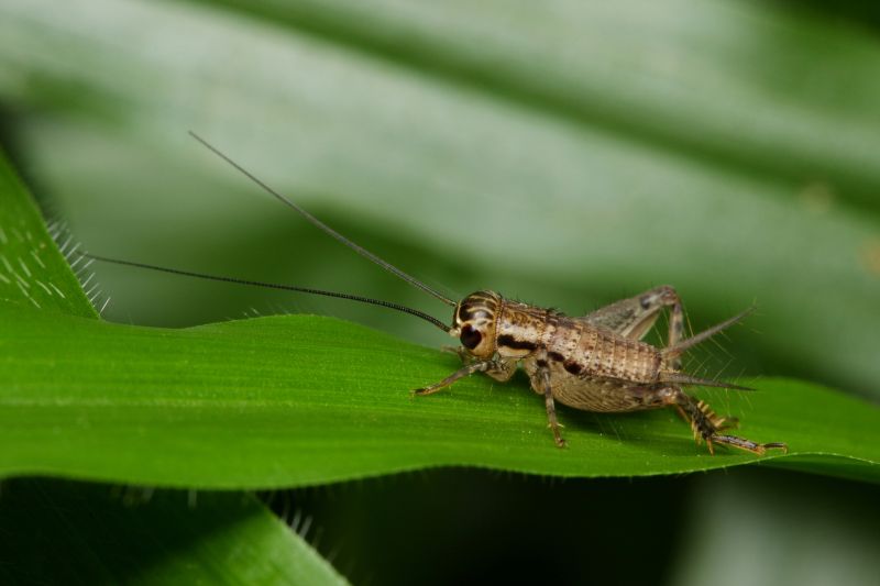 Cricket Control Service in Frisco, TX