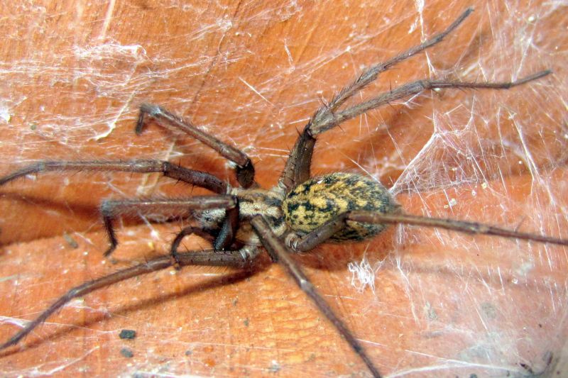 Hobo Spider Extermination in Frisco, TX