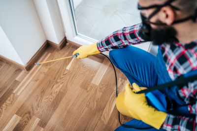 Spider Control Service in Frisco, TX
