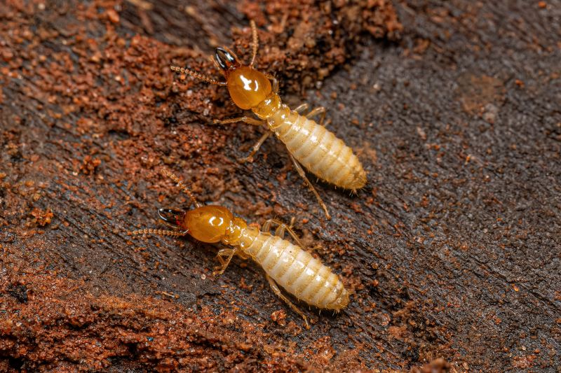 Termite Inspection Service in Frisco, TX