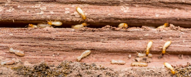 Termite Prevention in Frisco, TX
