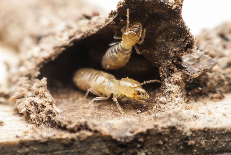 Termite Service in Frisco, TX