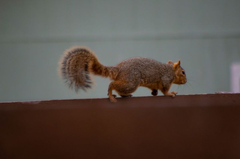 Squirrel Removal Service
