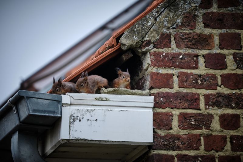 Squirrel Removal Service