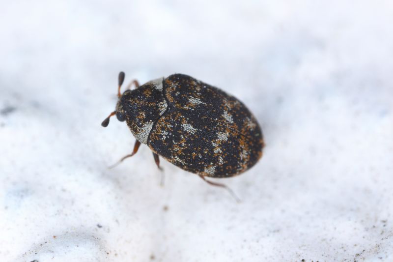 Beetle Removal in Arlington, TX