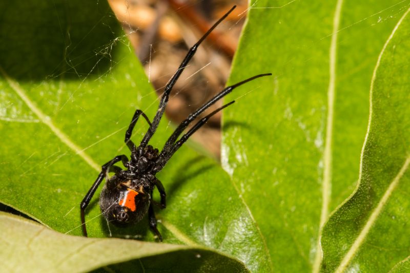 Black Widow Extermination in Frisco, TX
