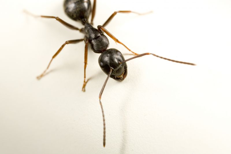 Carpenter Ant Extermination in Arlington, TX