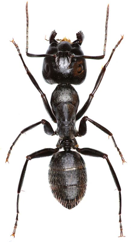 Carpenter Ant Extermination in Arlington, TX