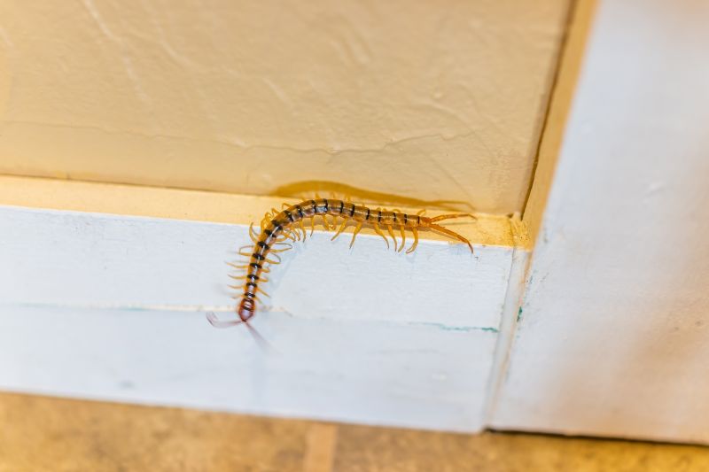 Centipede Extermination in Frisco, TX