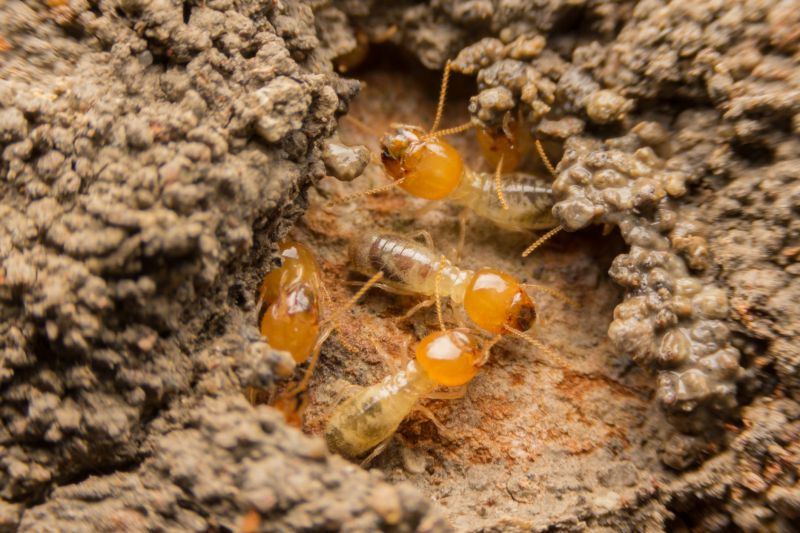 Commercial Termite Prevention in Frisco, TX