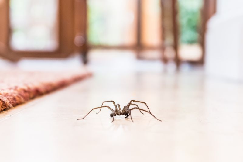 Common Spiders Extermination in Frisco, TX