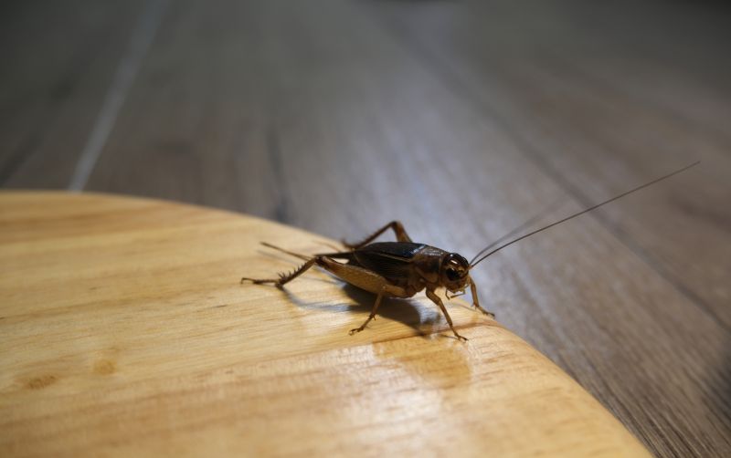 Cricket Prevention in Frisco, TX