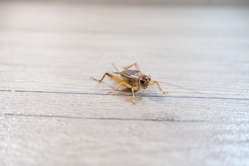 Cricket Removal Service in Frisco, TX