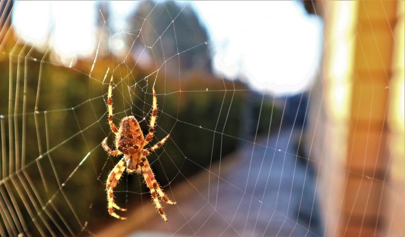 Cross Spider Extermination in Frisco, TX