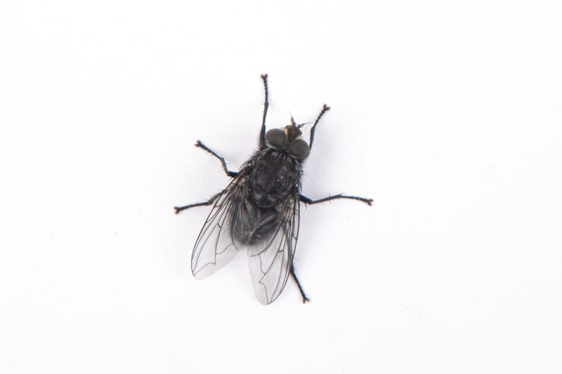 Fly Control Service in Arlington, TX