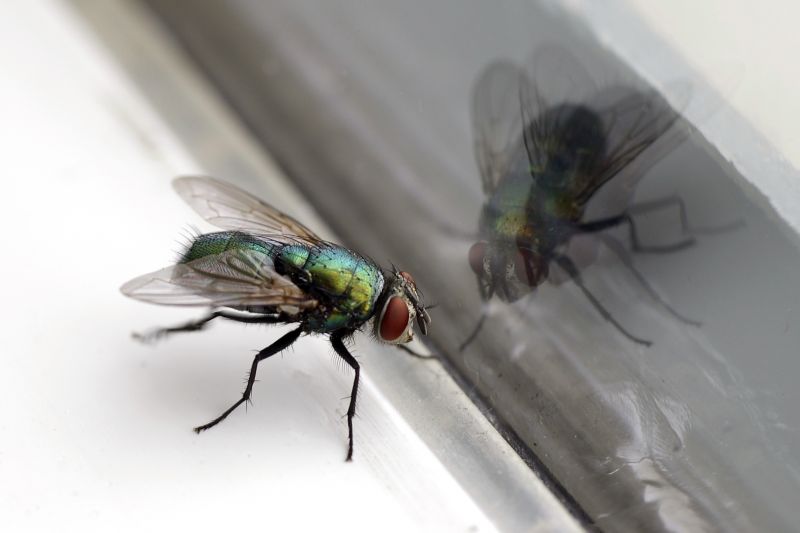 Fly Control Service in Arlington, TX