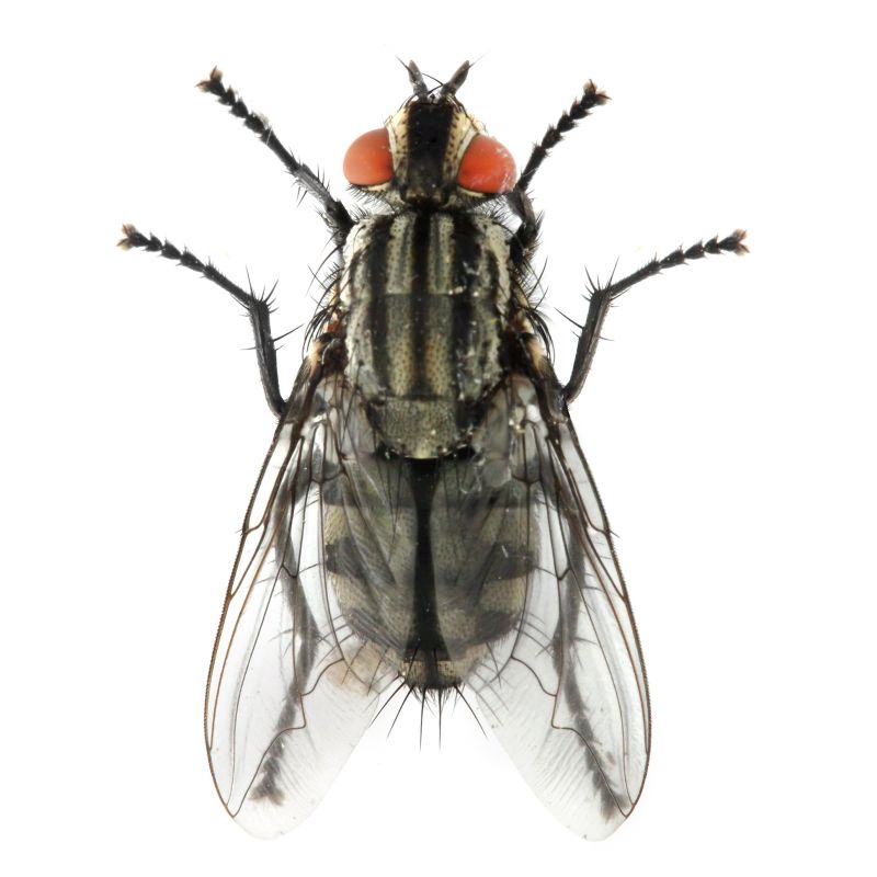 Fly Control Service in Arlington, TX
