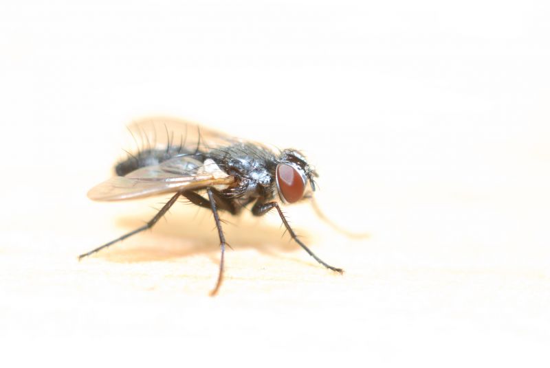 Fly Infestation Extermination in Frisco, TX