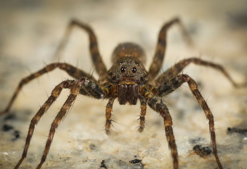 Hobo Spider Extermination in Frisco, TX