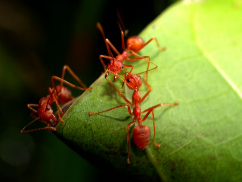 Red Ant Extermination in Arlington, TX