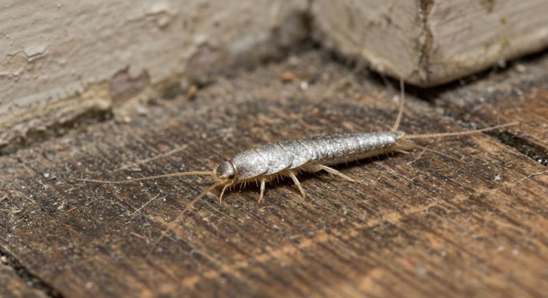 Silverfish Extermination in Frisco, TX