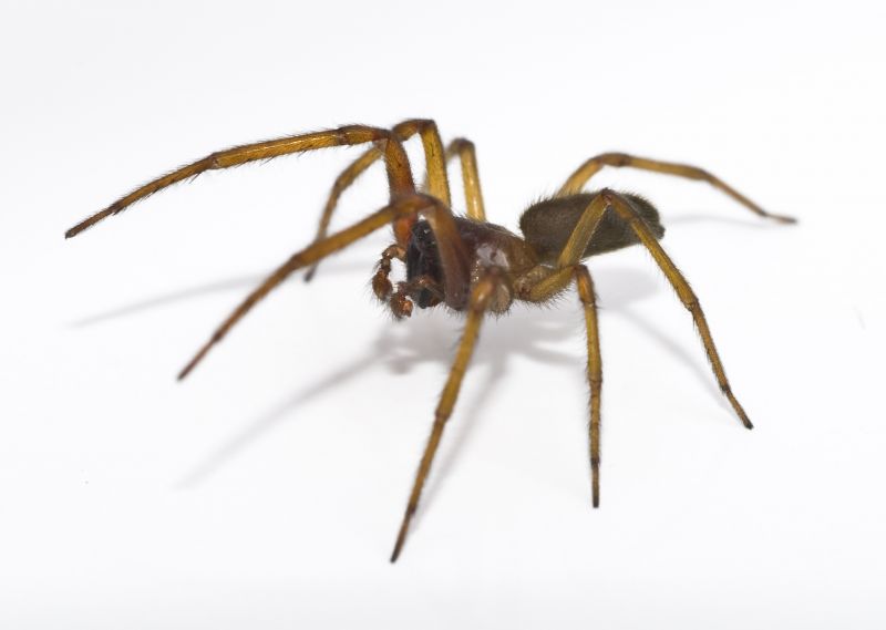 Spider Extermination Service in Frisco, TX