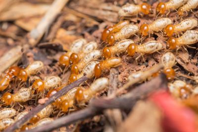 Termite Infestation Service in Frisco, TX