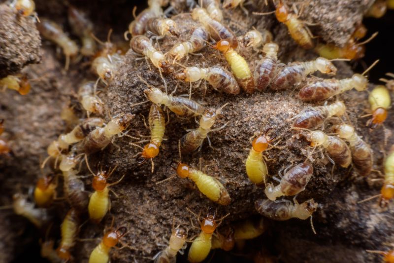 Termite Prevention in Frisco, TX