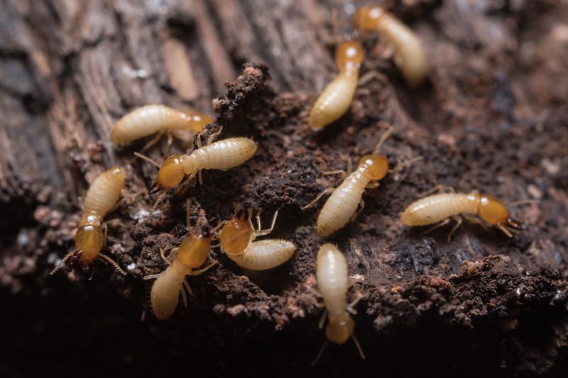 Termite Prevention in Frisco, TX