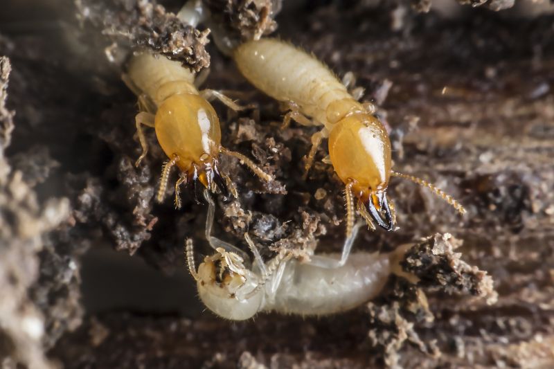 Termite Prevention in Frisco, TX