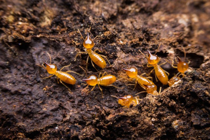 Termite Service in Frisco, TX