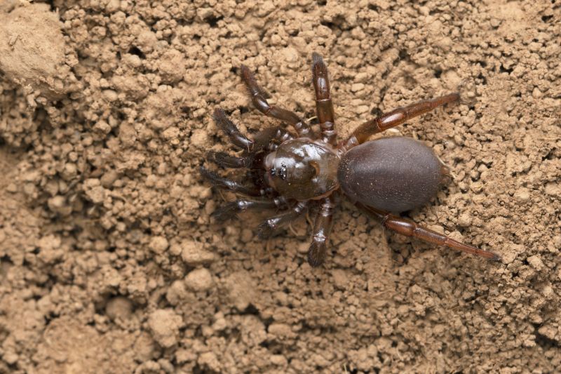Trapdoor Spider Removal in Frisco, TX