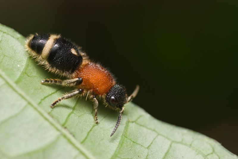 Velvet Ant Extermination in Arlington, TX