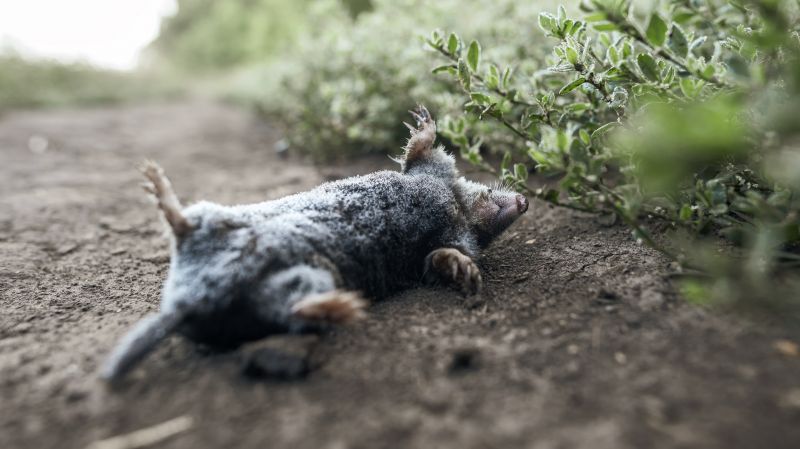 When Diy Wildlife Removal Becomes Risky And Professional Help Is Needed