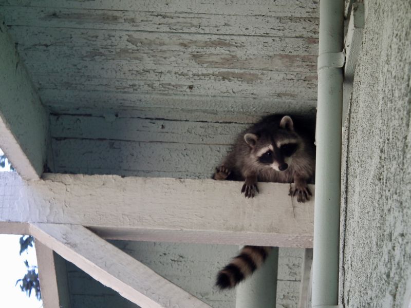 Raccoon in the Attic
