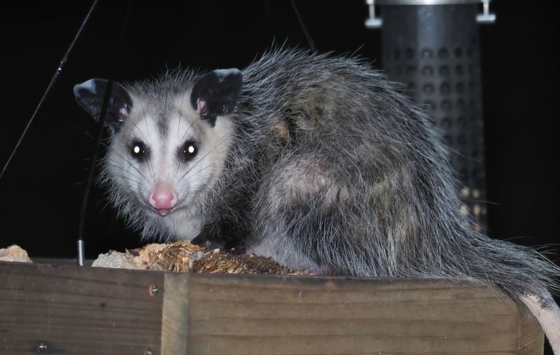 Opossum in the Yard