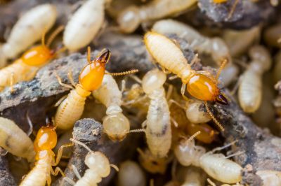 Winged Termite Extermination in Frisco, TX