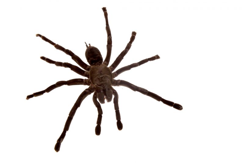 Wolf Spider Removal in Frisco, TX
